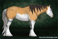 Horse Color:Buckskin Splash 