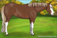 Horse Color:Chestnut Splash