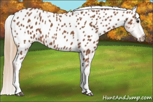 Horse Color:Chestnut Appaloosa