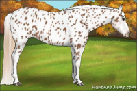 Horse Color:Chestnut Appaloosa