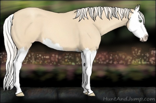 Horse Color:Gold Cream Champagne Splash 