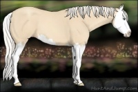 Horse Color:Gold Cream Champagne Splash 