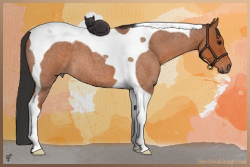 Horse Color:Bay Roan Tobiano