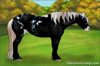 Horse Color:Bay Ice Pearl Sabino