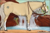 Horse Color:White Spotted Palomino Dun 