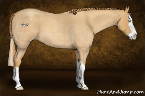 Horse Color:Gold Champagne Roan Splash 