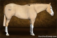 Horse Color:Gold Champagne Roan Splash 