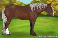 Horse Color:Silver Bay 