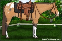 Horse Color:Buckskin Appaloosa