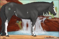 Horse Color:White Spotted Smoky Black