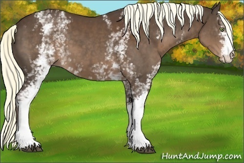 Horse Color:White Spotted Liver Chestnut 