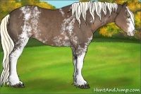 Horse Color:White Spotted Liver Chestnut