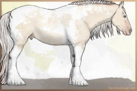 Horse Color:Silver Classic Champagne Dun Tobiano Rabicano