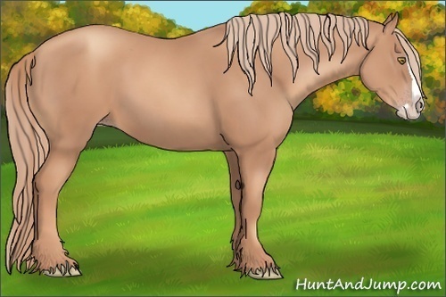 Horse Color:Gold Champagne Splash
