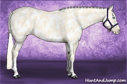 Horse Color:Cremello Dun Near Leopard