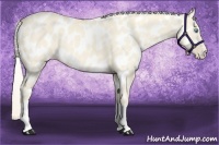 Horse Color:Cremello Dun Near Leopard