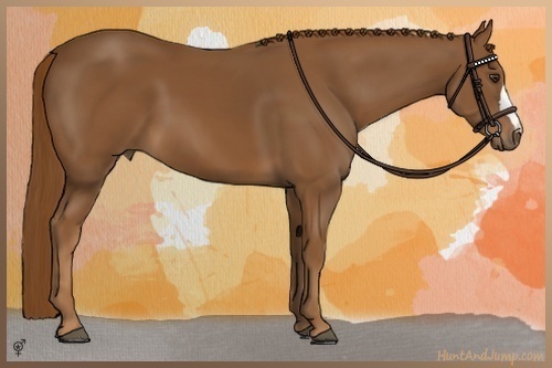 Horse Color:Chestnut 