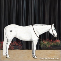 Horse Color:Cremello Near Leopard 