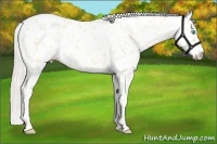 Horse Color:Cremello Leopard