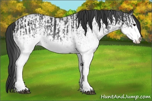Horse Color:White Spotted Blue Roan Rabicano  and White Spotted Blue Roan Rabicano 