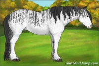 Horse Color:White Spotted Blue Roan Rabicano  and White Spotted Blue Roan Rabicano 