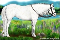 Horse Color:Cremello Near Leopard 