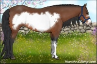 Horse Color:Bay Frame 
