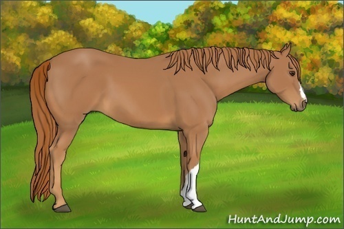 Horse Color:Chestnut 