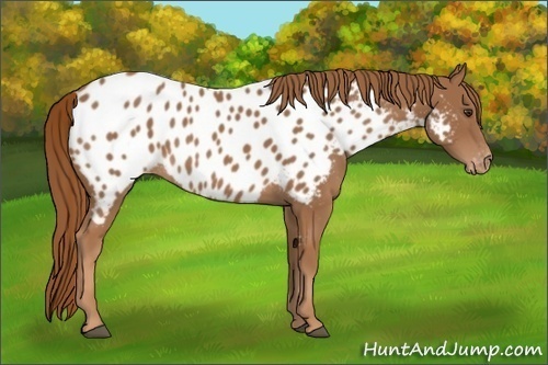 Horse Color:Chestnut Near Leopard