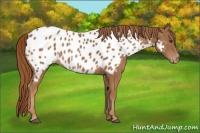 Horse Color:Chestnut Near Leopard 