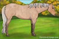 Horse Color:Silver Bay Roan 