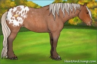 Horse Color:Silver Bay Roan Appaloosa 