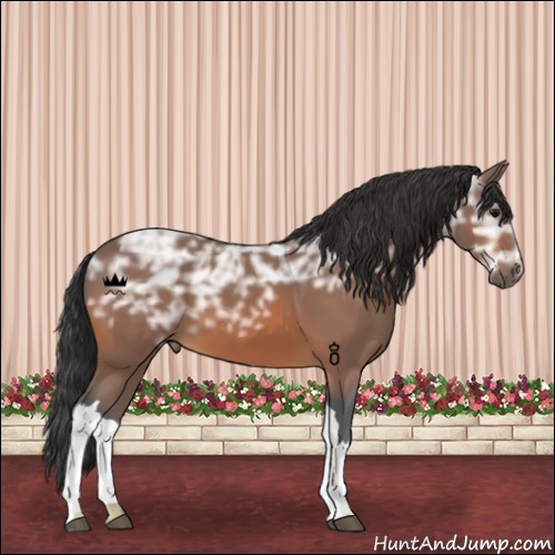 Horse Color:Bay Ice 