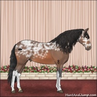Horse Color:Bay Ice 