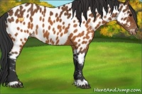 Horse Color:Brown Appaloosa