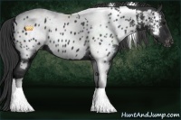 Horse Color:Black Tobiano Near Leopard 