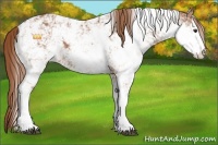 Horse Color:Chestnut Sabino