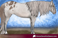 Horse Color:Brown Dun Appaloosa 