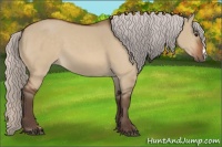 Horse Color:Silver Bay Dun 