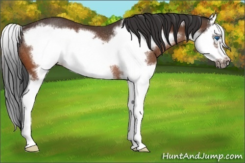 Horse Color:Bay Splash Frame Rabicano 