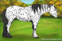 Horse Color:Black Appaloosa 