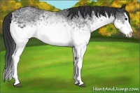 Horse Color:White Spotted Blue Roan Splash Rabicano 