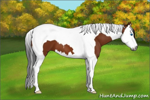Horse Color:Gray Bay Splash Tobiano 