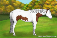 Horse Color:Gray Bay Splash Tobiano 