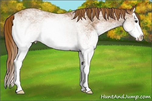 Horse Color:White Spotted Chestnut Splash