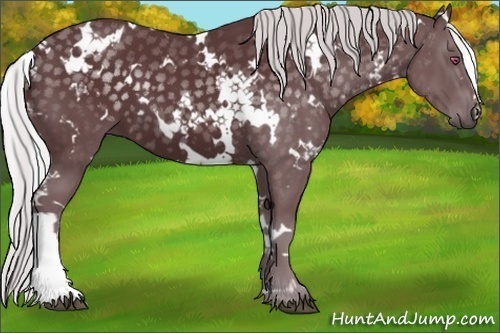 Horse Color:White Spotted Chocolate Silver Black Chinchilla