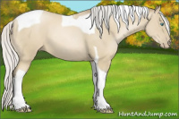 Horse Color:Gray Silver Buckskin Pearl Tobiano 