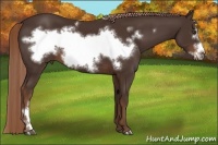Horse Color:Liver Chestnut Frame 