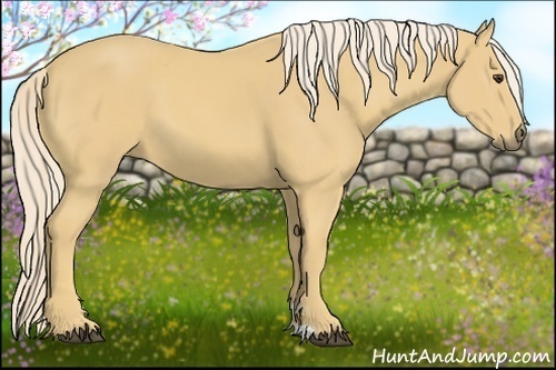 Horse Color:Palomino 