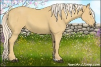 Horse Color:Palomino